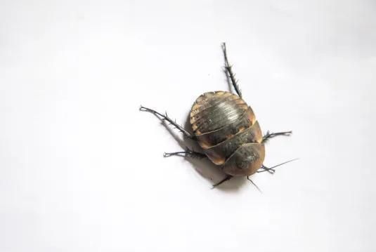 土鳖虫的功效，土鳖虫有什么功效图5