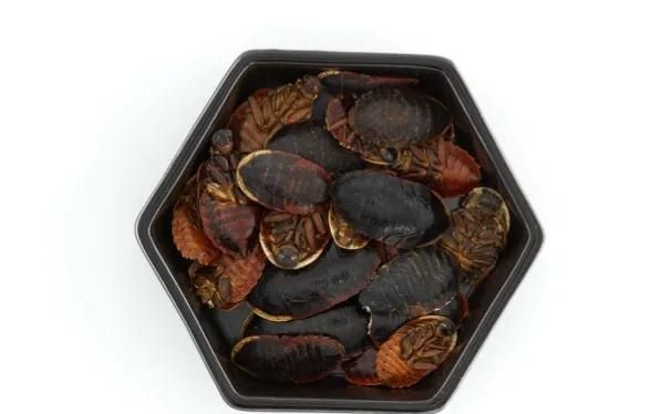 土鳖虫的功效，土鳖虫有什么功效图6