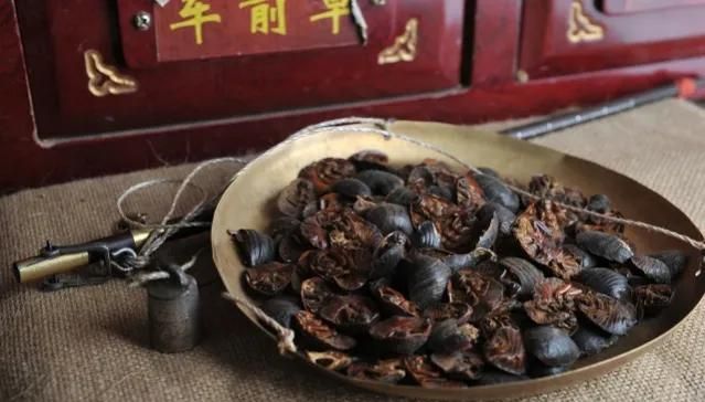 土鳖虫的功效，土鳖虫有什么功效图7
