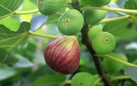 无花果有什么功效?