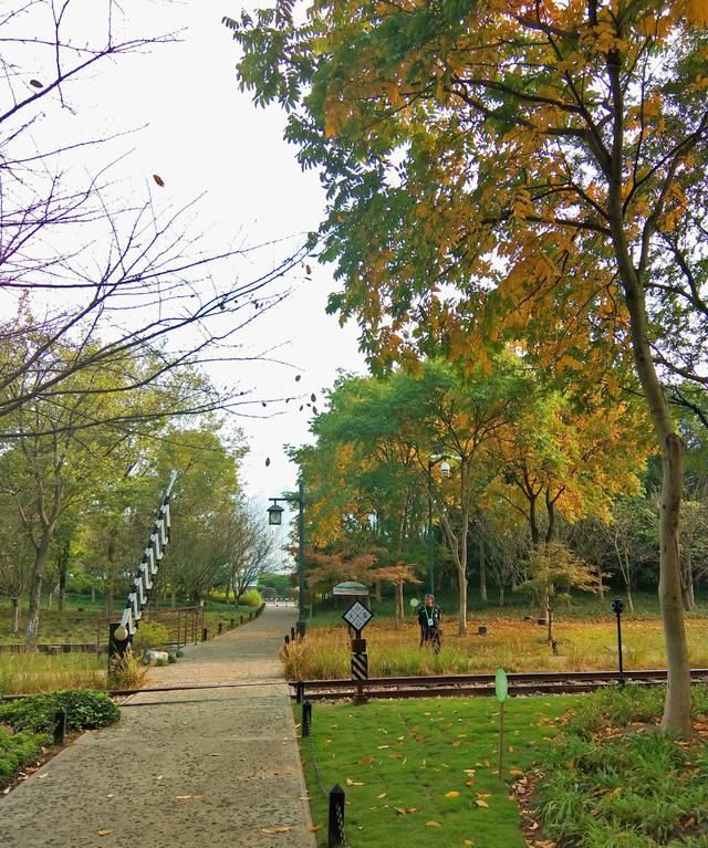 茉莉花茶能每天喝吗图3