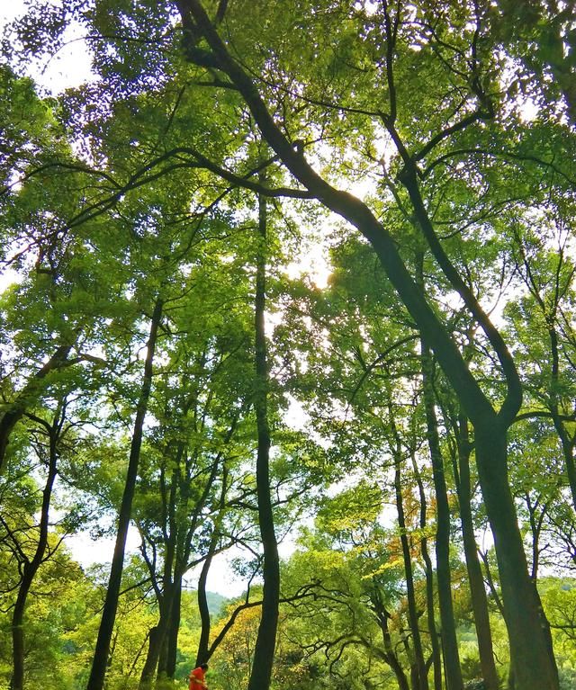 茉莉花茶能每天喝吗图6