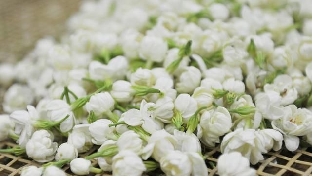 茉莉花茶能每天喝吗图9