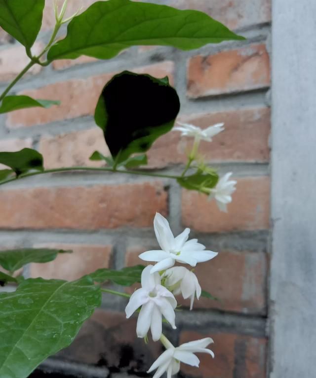 冲泡茉莉花茶的适宜水温是图12