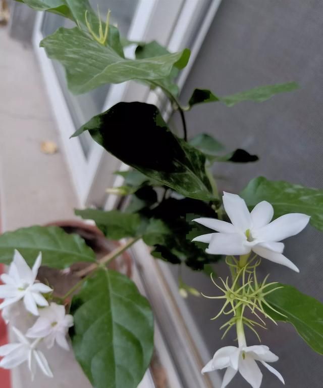 冲泡茉莉花茶的适宜水温是图13