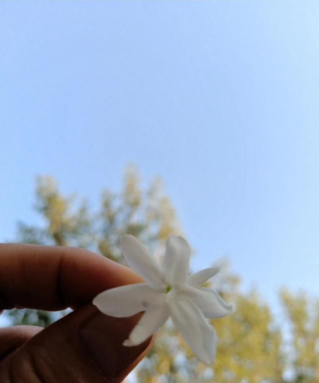 冲泡茉莉花茶的适宜水温是图14
