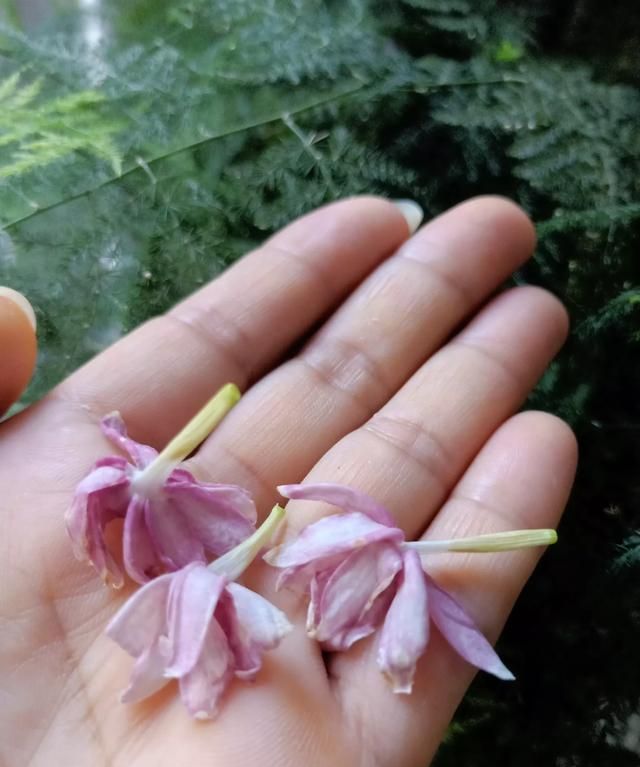 冲泡茉莉花茶的适宜水温是图15