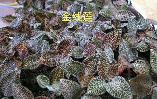 金线莲功效，金线莲有什么功效能治什么病图2