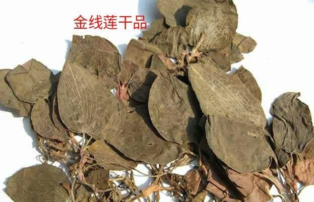 金线莲功效，金线莲有什么功效能治什么病图3