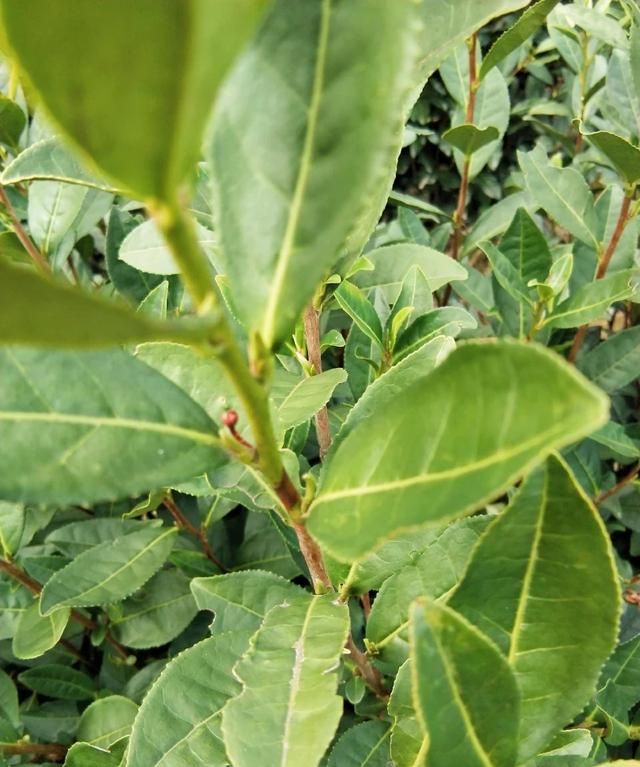 西湖龙井茶的功效，关于西湖龙井茶的介绍图3