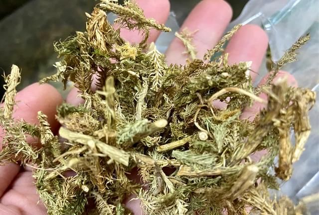 伸筋草的功效与作用，伸筋草有什么作用与功效图1