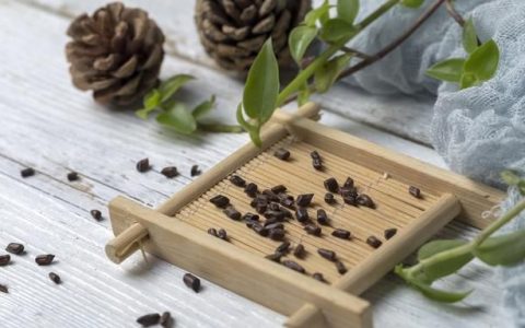 吴茱萸的功效与作用，吴茱萸的功效是什么