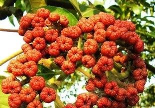 吴茱萸的功效与作用，吴茱萸的功效是什么图3