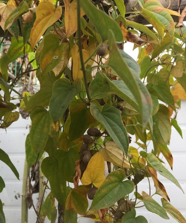 山药豆是山药的种子吗能种出来吗图2