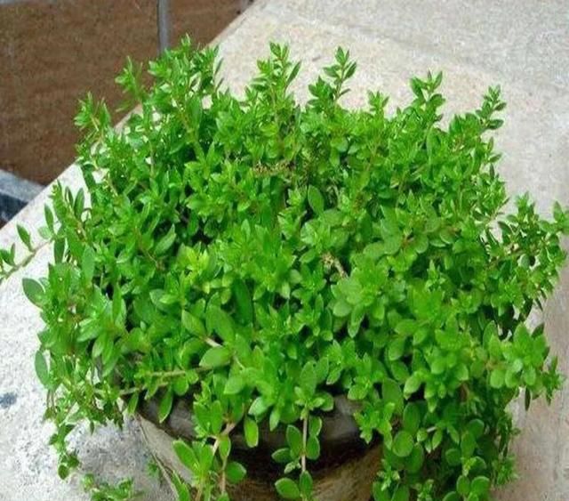 垂盆草的功效与作用，农村常见的垂盆草有什么作用呢图1