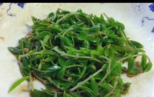 垂盆草的功效与作用，农村常见的垂盆草有什么作用呢图2