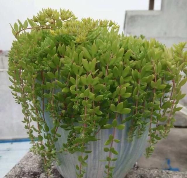垂盆草的功效与作用，农村常见的垂盆草有什么作用呢图3