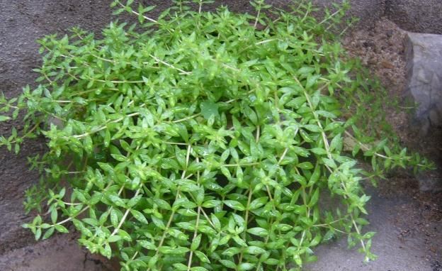 垂盆草的功效与作用，农村常见的垂盆草有什么作用呢图4