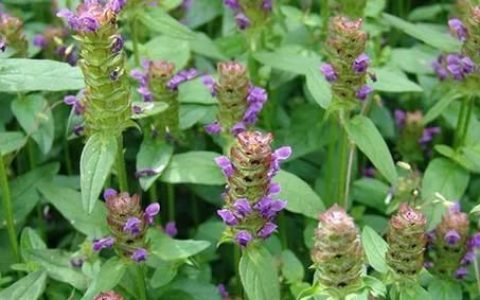农村常见的草地、沟边等地长着夏枯草，那么夏枯草有什么功效与作用