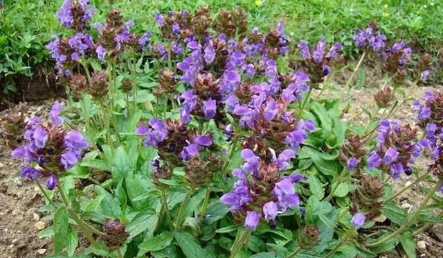 农村常见的草地、沟边等地长着夏枯草，那么夏枯草有什么功效与作用图5