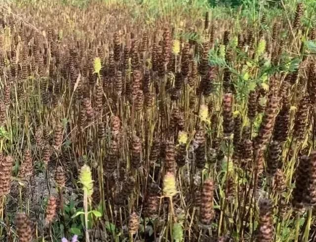 农村常见的草地、沟边等地长着夏枯草，那么夏枯草有什么功效与作用图8