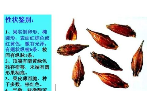 栀子的功效与作用，栀子有什么功效与作用