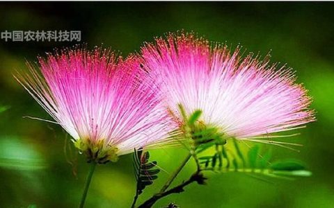 合欢花的功效，合欢花功效作用与主治功