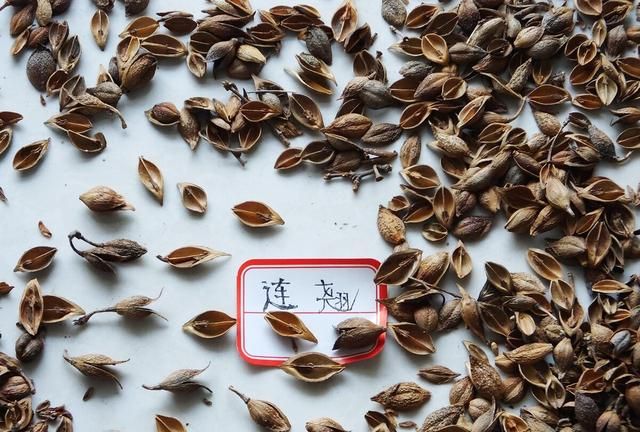 连翘有什么功效和作用图5