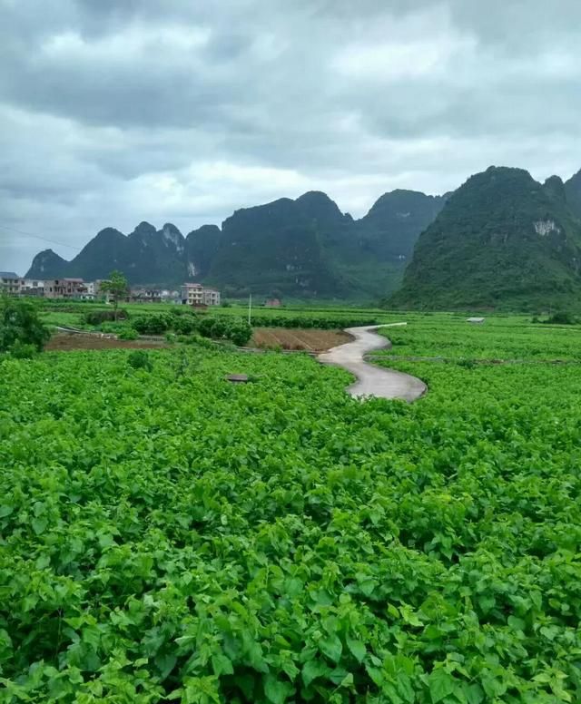 桑叶有什么功效?图3