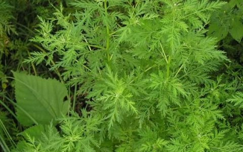 青蒿有什么作用与功效