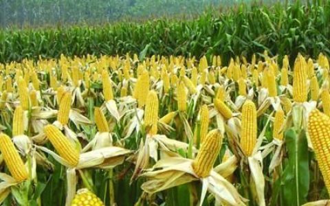 玉米的功效与作用，玉米的营养价值和功效