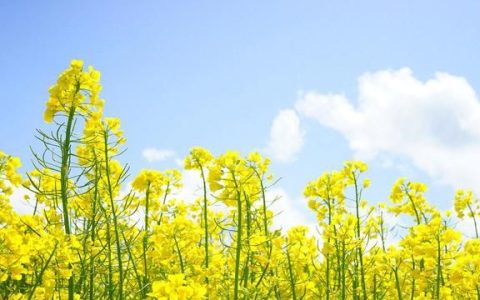 油菜花粉的功效与作用，油菜花粉有什么保健作用