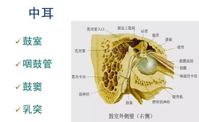 中耳乳突炎手术费用，左侧中耳乳突炎怎么治疗图1