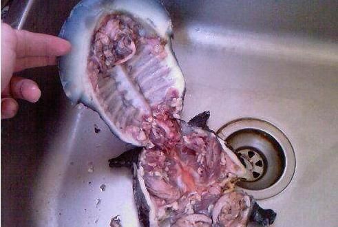 杀甲鱼视频全过程视频图2
