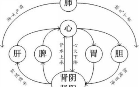 人体器官五脏六腑的具体位置