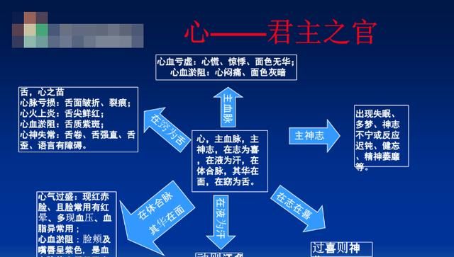 人体器官五脏六腑的具体位置图2