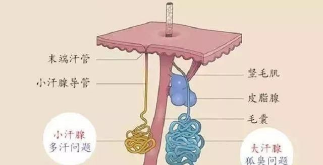 能掩盖狐臭的香水有哪些图2
