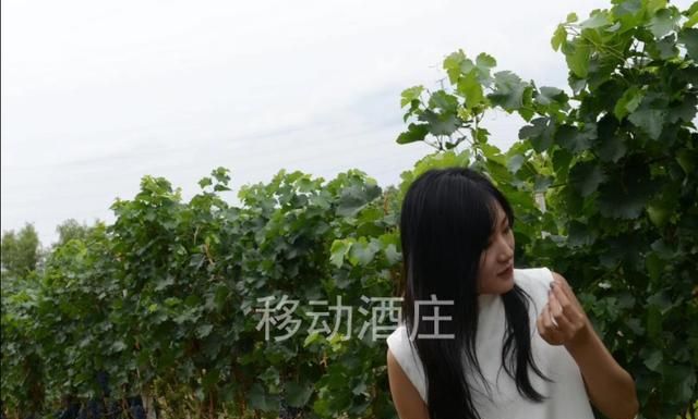 贺兰山葡萄酒，贺兰神葡萄酒怎么样图4