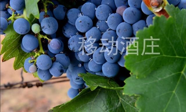 贺兰山葡萄酒，贺兰神葡萄酒怎么样图7