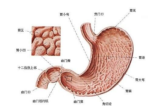 胃粘膜脱垂症，胃粘膜腺体重度异型增生是癌症吗图3