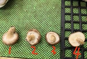 香菇青菜最正宗的做法图1