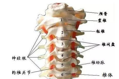 按摩枕头，颈椎病可以用按摩枕按摩吗图4