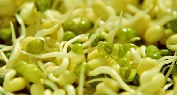 绿豆芽的营养价值，黄豆芽和绿豆芽哪个营养价值高一点图3