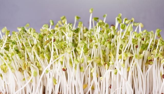 绿豆芽的营养价值，黄豆芽和绿豆芽哪个营养价值高一点图4