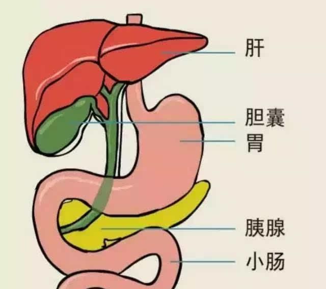 胆囊息肉怎么才能治得好，胆囊息肉怎么治疗最好的方法图3