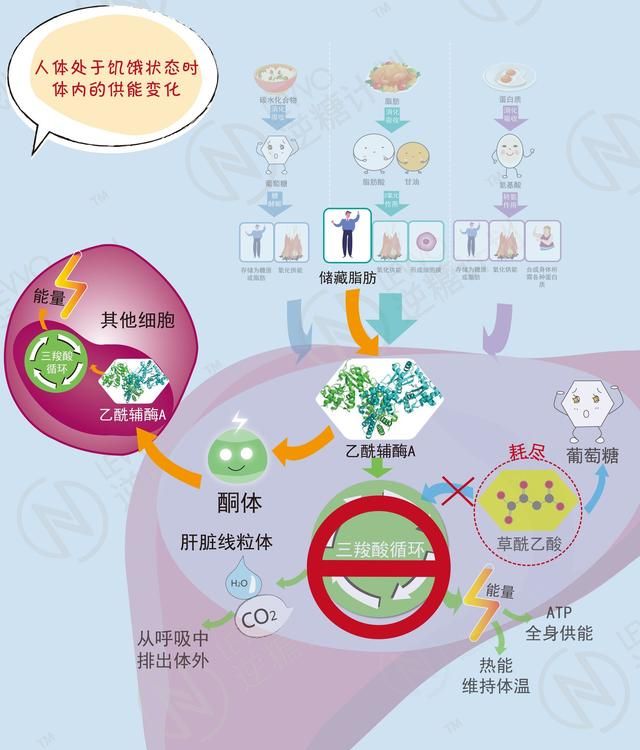 纯蛋白质减肥法，低碳水高蛋白减肥食物图3