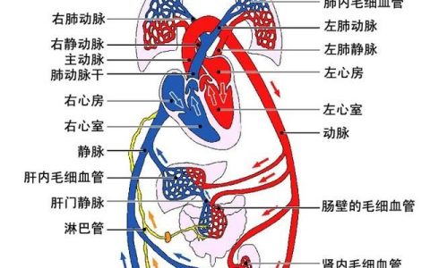 血管堵塞有什么好办法疏通