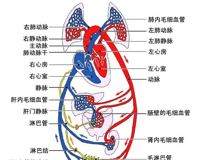 血管堵塞有什么好办法疏通图1