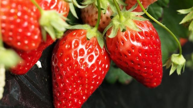 夏季吃什么水果既有饱腹感又能减肥呢图9