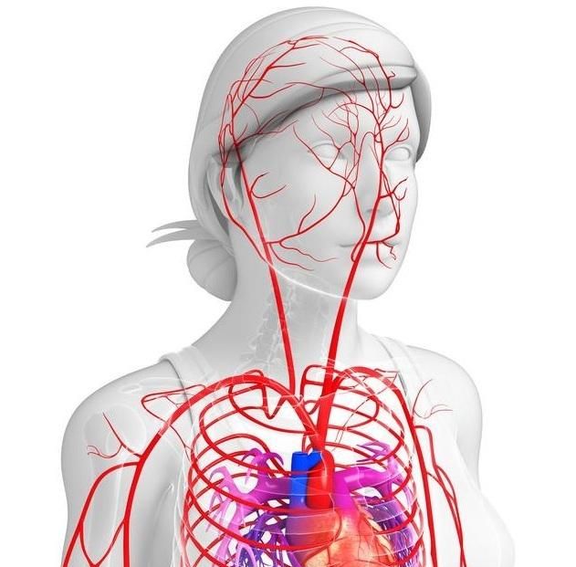 心绞痛是怎么引起的图1